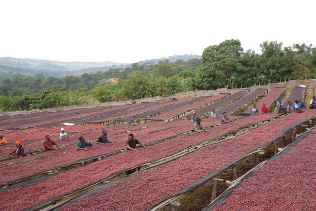 Ethiopia is the largest coffee producer in Africa and one of the most important producers of Arabica coffee in the world.