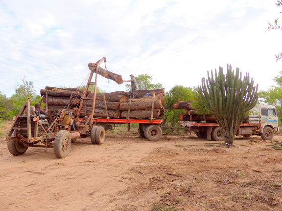 A truck full of timber in Chaco province. The thickness of the trunks indicates these were old-growth trees, likely taken from primary forest.