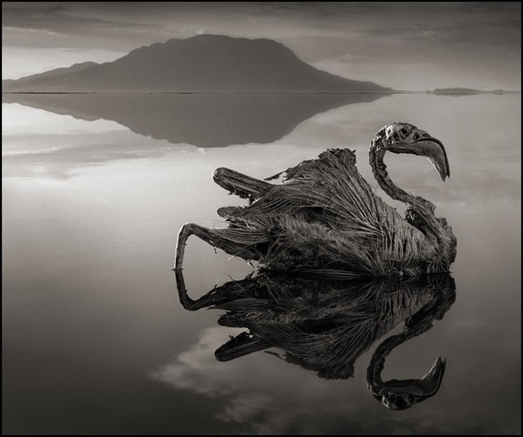 Lake That Turns Animals to Stone?