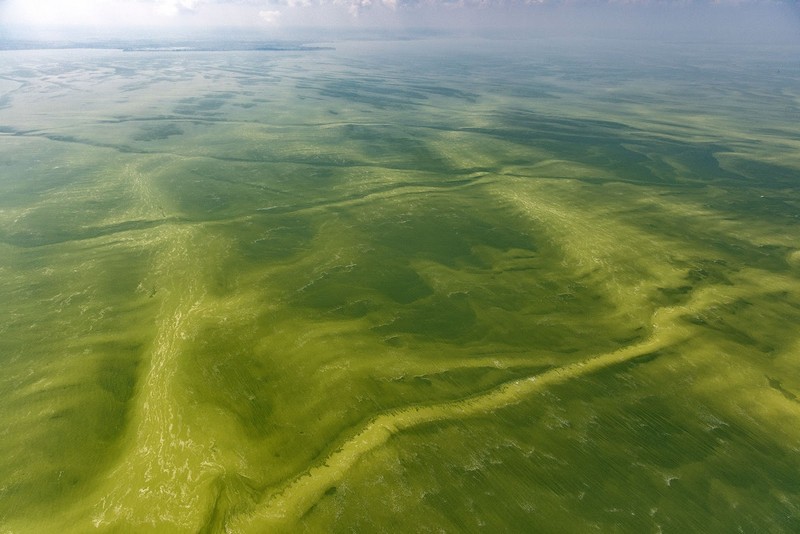 Scum floats on the surface of Western Lake Erie on Sept. 20, 2017.