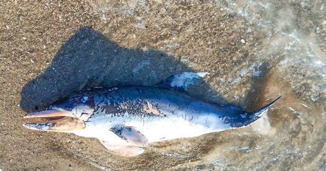 Dolphins are dying in the Black Sea