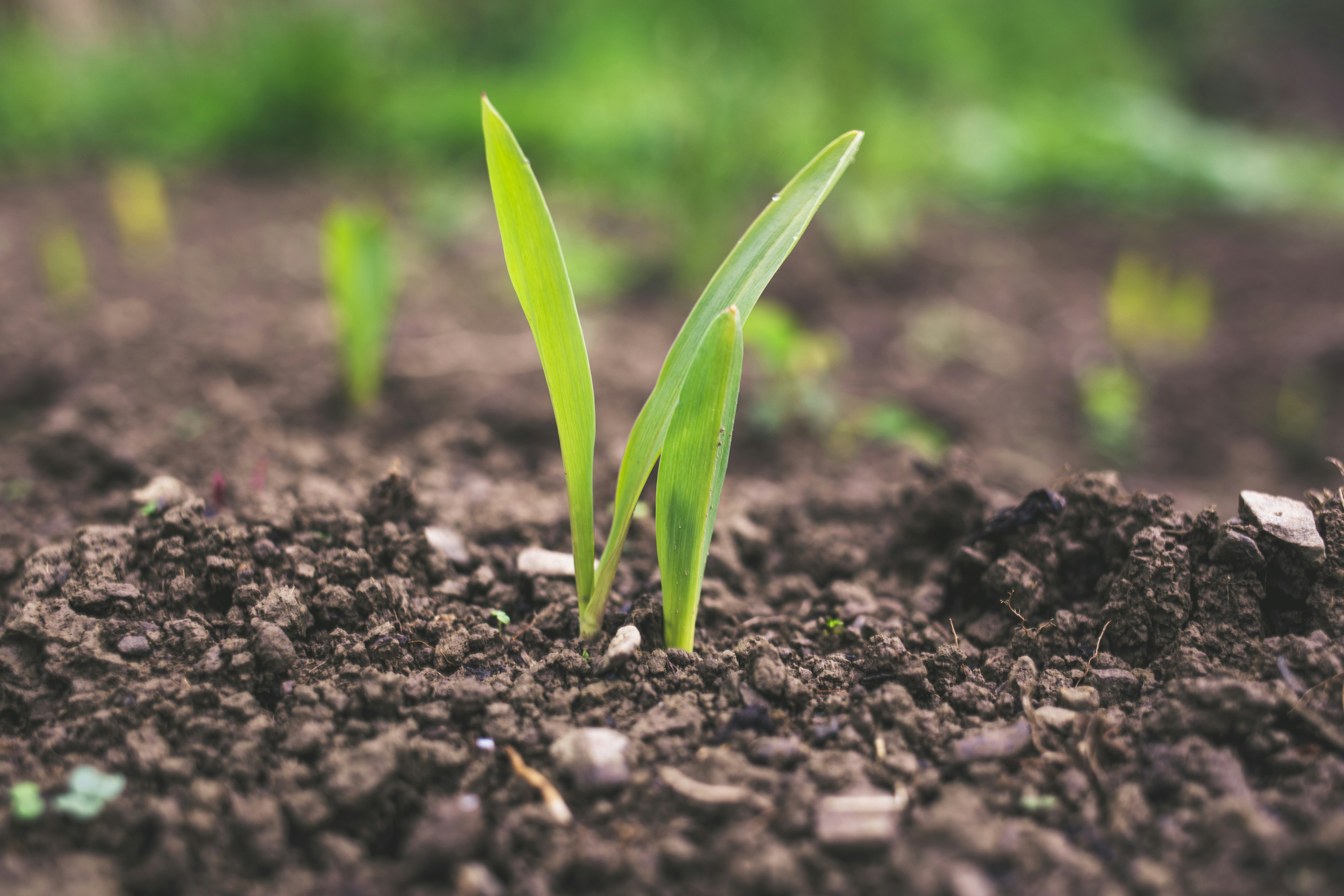 EU sets out first-ever soil law