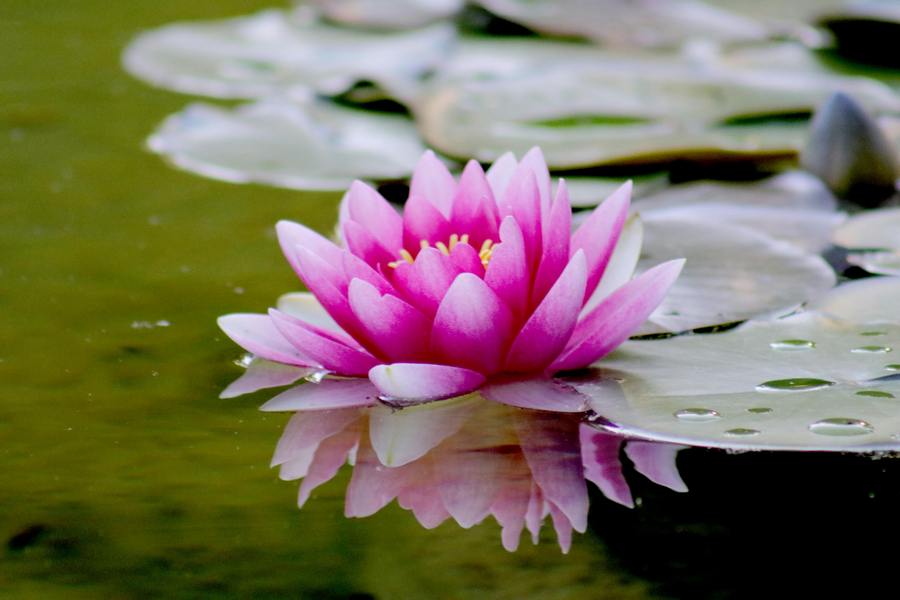 Chinese scientists create energy from lotus leaves