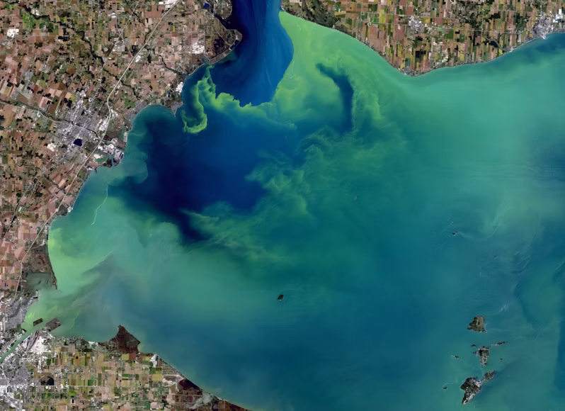 New method detects toxic algae before blooms
