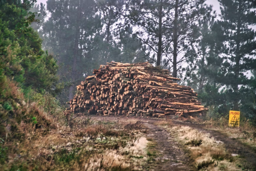 Argentina judge halts Chaco deforestation