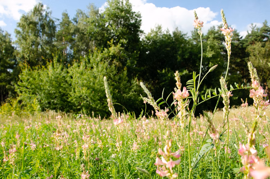 £1 bln green initiative brings nature back to UK's