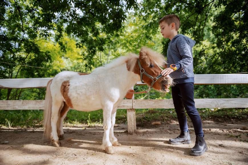 Paris bans pony rides for children in public parks