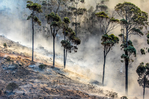 Western Cape Wildfires, 15 January 2026
