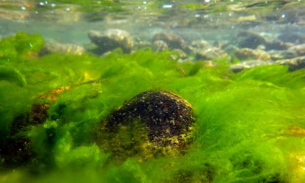 World's deepest Lake Baikal crippled by putrid algae