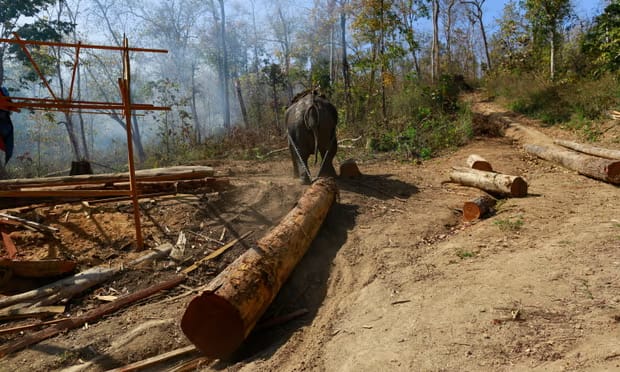An elephant pulls a teak log in Myanmar