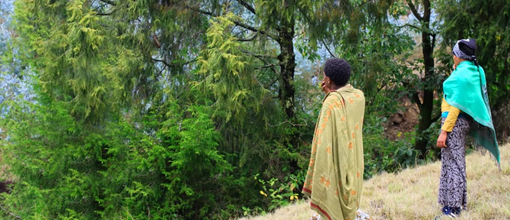 Wof Washa is one of the few remaining natural forests in Ethiopia, and it is hugely biodiverse.