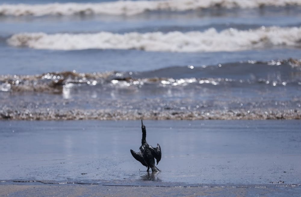 A bird is pictured on a polluted beach during cleanup efforts in Ventanilla on January 18.