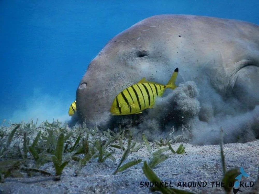 sea creatures in the red sea corals