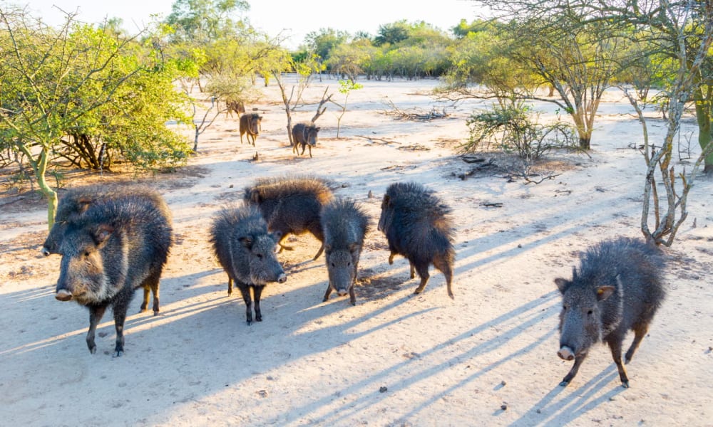 Research shows that the Chacoan peccary could become extinct within 30 years.