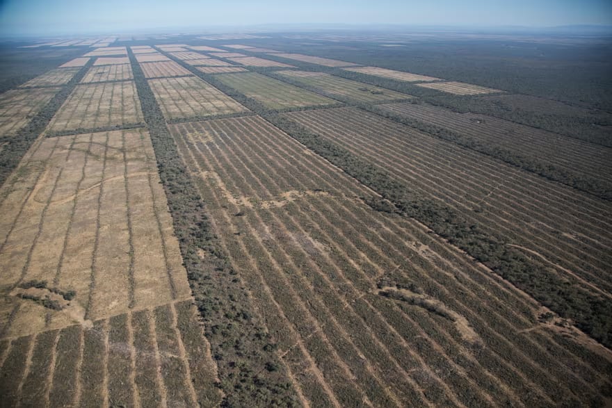 More than 133 square miles of the Gran Chaco is lost every month to deforestation.