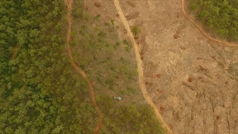 Tree clearing in Australia