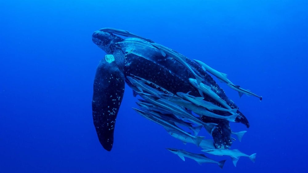 Seamounts in these waters offer refuge to both resident and migratory species, including leatherback sea turtles.