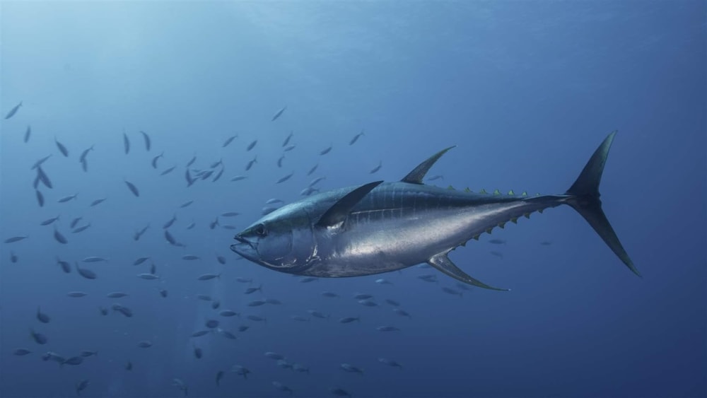 The nutrient-rich waters of the Costa Rica Dome attract a high diversity of species, including yellowfin tun