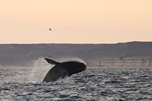 Seismic blasting plans threaten to disrupt whale migration superhighway in North-west Australia