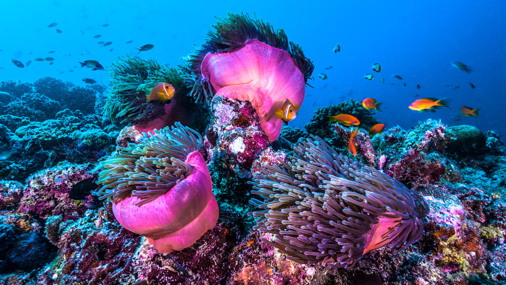 Coral reefs are in fact animals, most closely related to jellyfish and anemones. © Giordano Cipriani I Getty