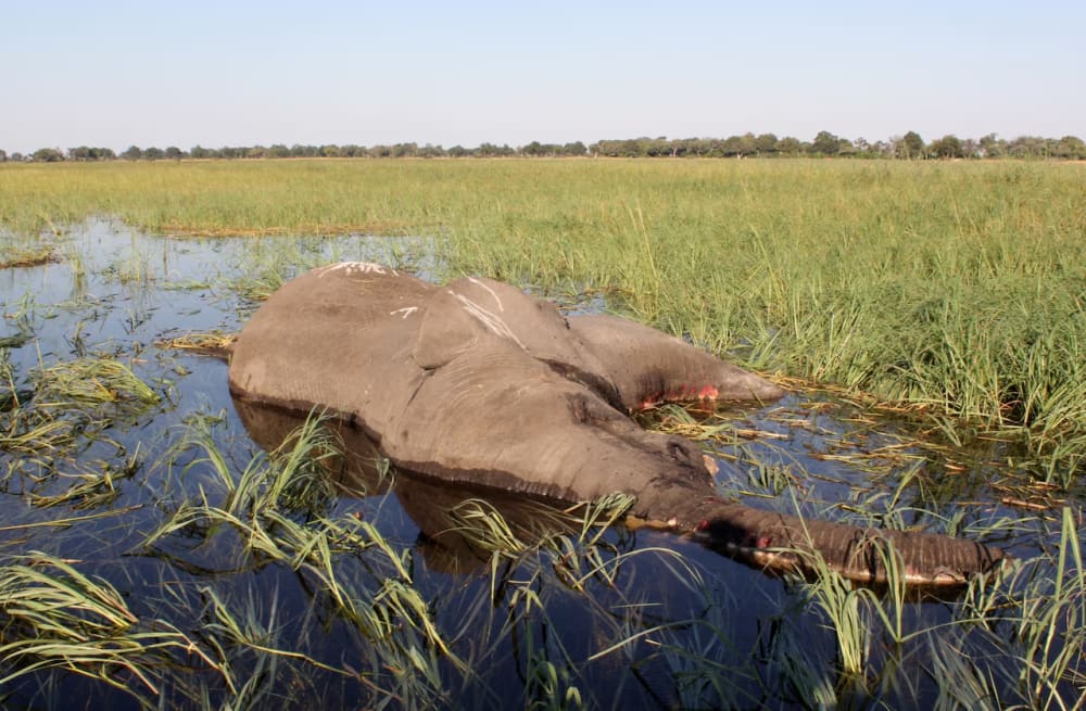 Mass elephant die-off, Botswana