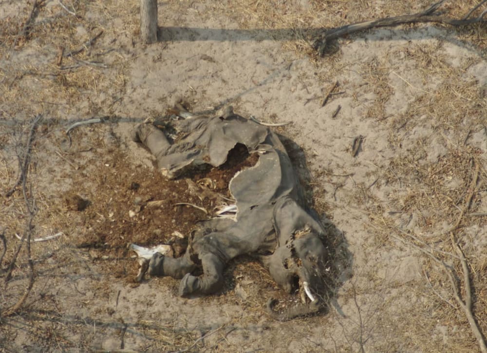 A decomposing elephant carcass found near a water hole is typical of the some 450 bodies found around the Okavango