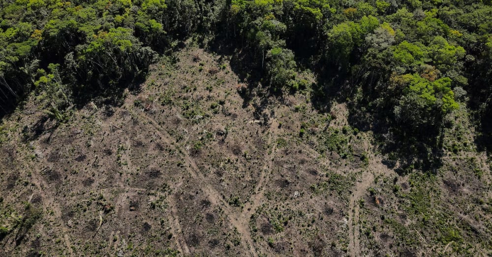 Deforestation