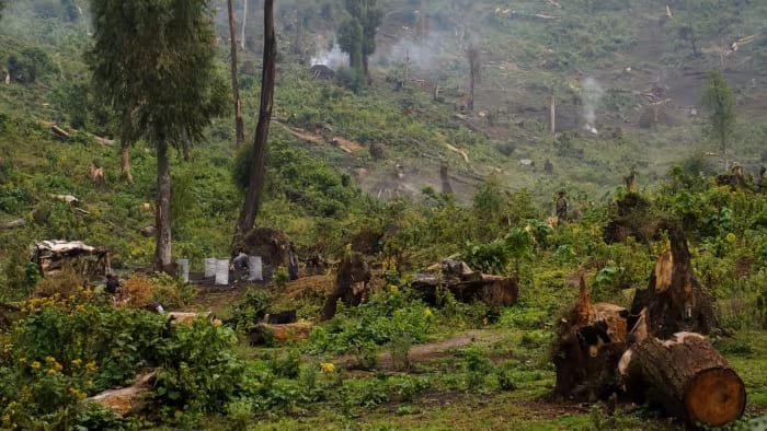Deforestation has accelerated because of shifting cultivation, a reliance on wood for fuel, and illegal logging