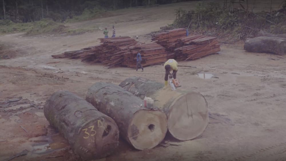 Human activities are threatening the vital Congo Basin ecosystem.