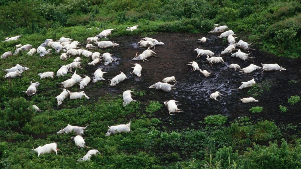 The Lake Nyos Disaster