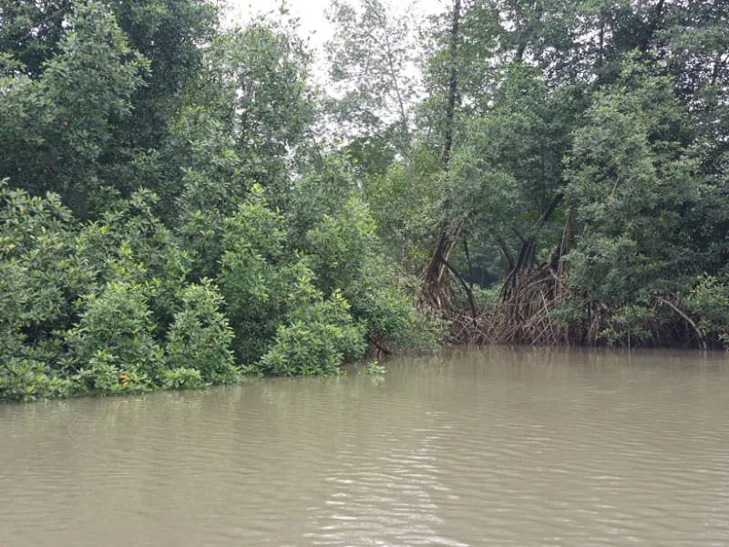 The lush, resource-rich mangrove forest of the Wouri Estuary has helped sustain Indigenous lifestyles for thousands of years.