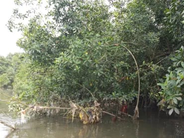 Plastic litter is trapped in the low branches and leaves of mangrove trees in the Wouri Estuary.