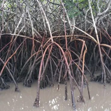 The prop roots of mangrove trees in the Wouri Estuary are seen here. With low-hanging foliage and exposed roots, the trees easily entangle plastic litter.