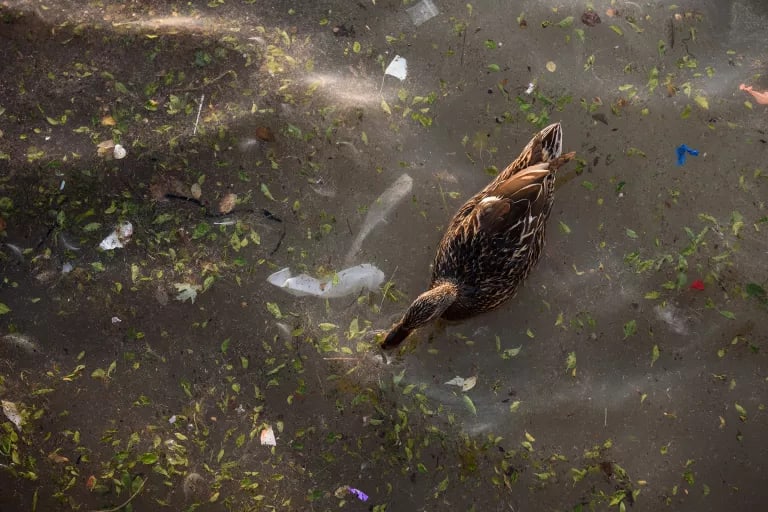 Pollution in the Great Lakes.