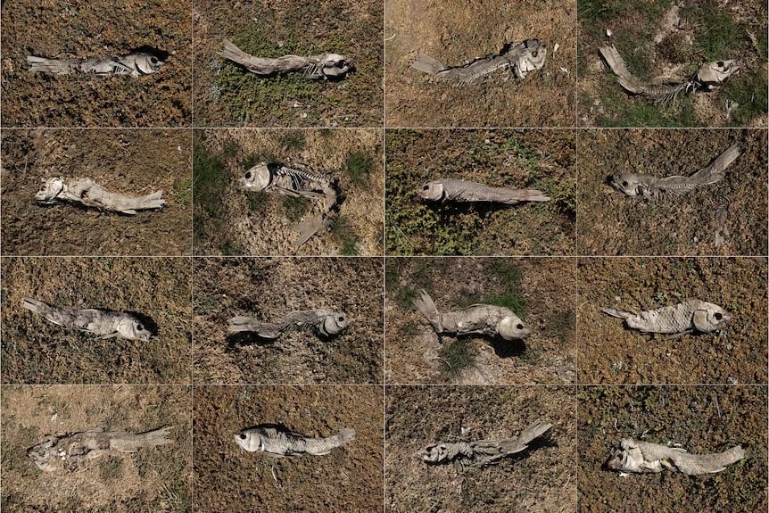 An array of the dead fish that lay on the ground of the former Peñuelas Lake