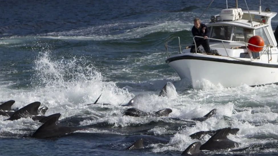 The hunting of whales is a traditional practice in the Faroe Islands.