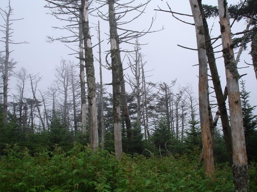 Acid rain in the Kronau forest, Germany