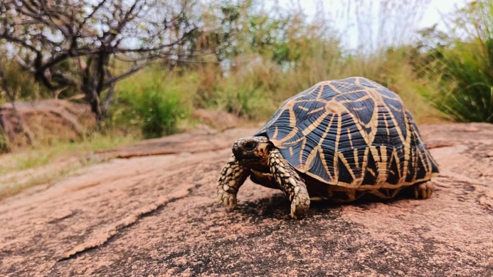 Indian Star Tortoise (Geochelone elegansA Thai customs officer shows Indian star tortoises seized in Bangkok. If the smuggled tortoises had made it past customs, they could have been legally traded, thanks to a loophole in Thailand’s wildlife protection laws