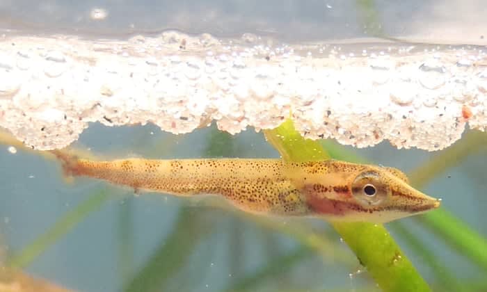 Microplastics in Cauvery River may be harming fish