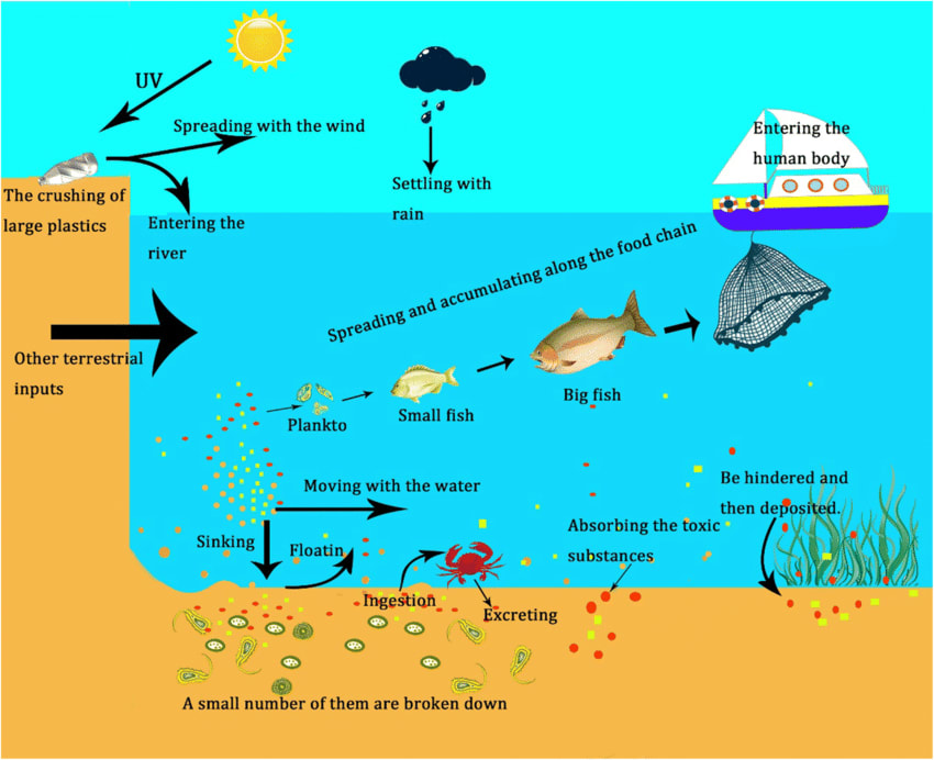 The migration path of microplastics in water environment