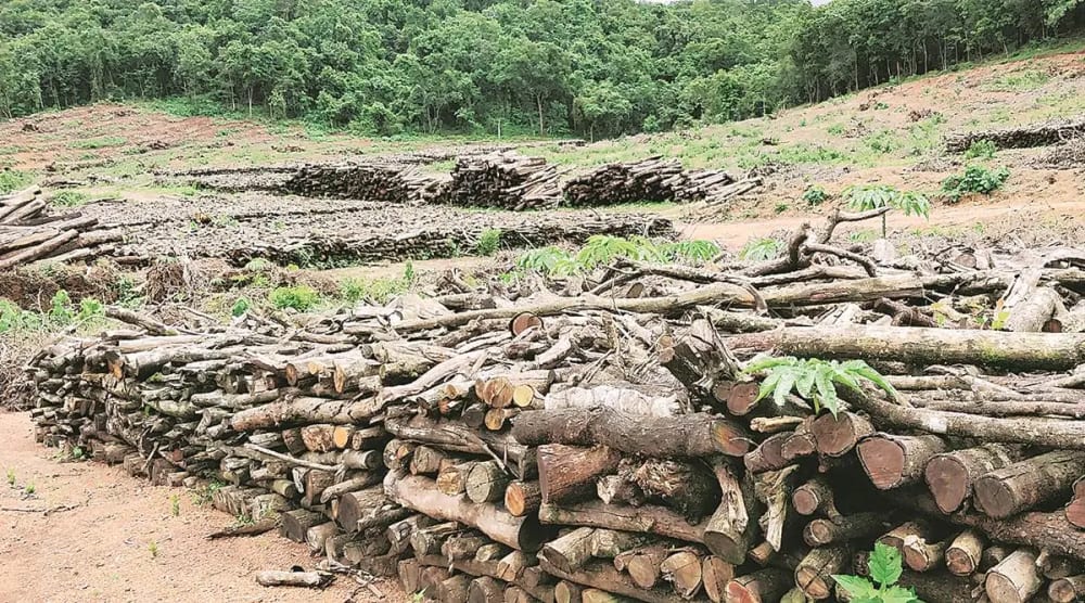 Trees felled for a substation site in Mollem, Goa.