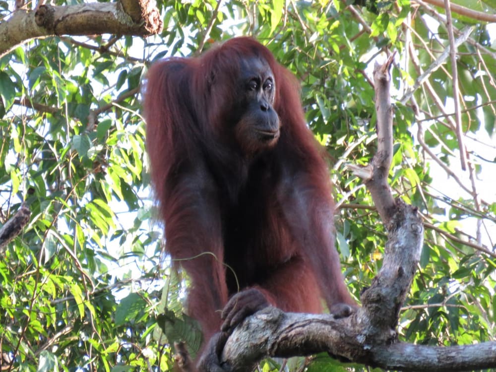 Orangutans disappear Indonesia and Malaysia