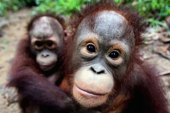 Orangutans are found only on the islands of Borneo and Sumatra eating fruit, leaves, and flowers and building their nests high in the canopy [EPA]