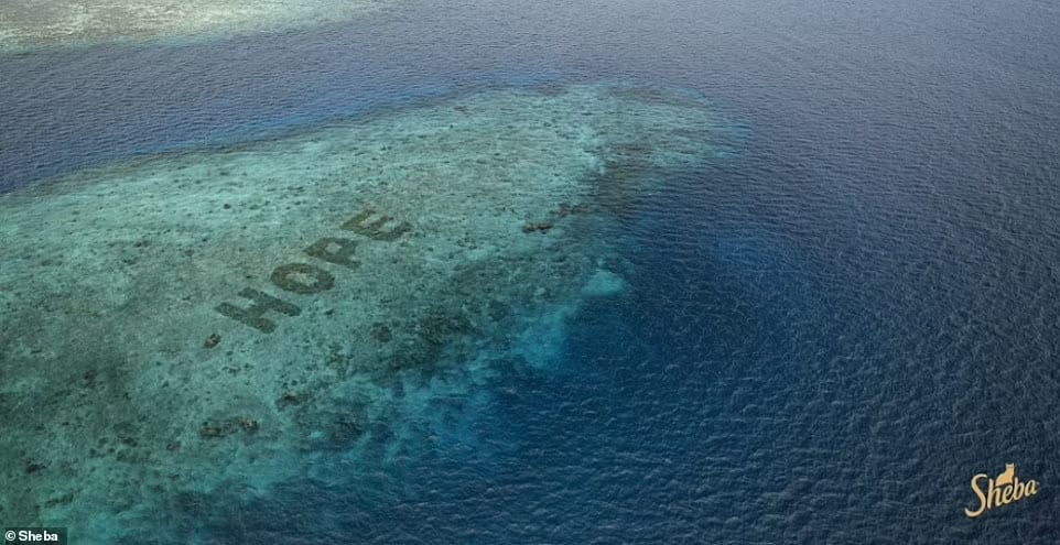 Coral reefs dying in Indonesian