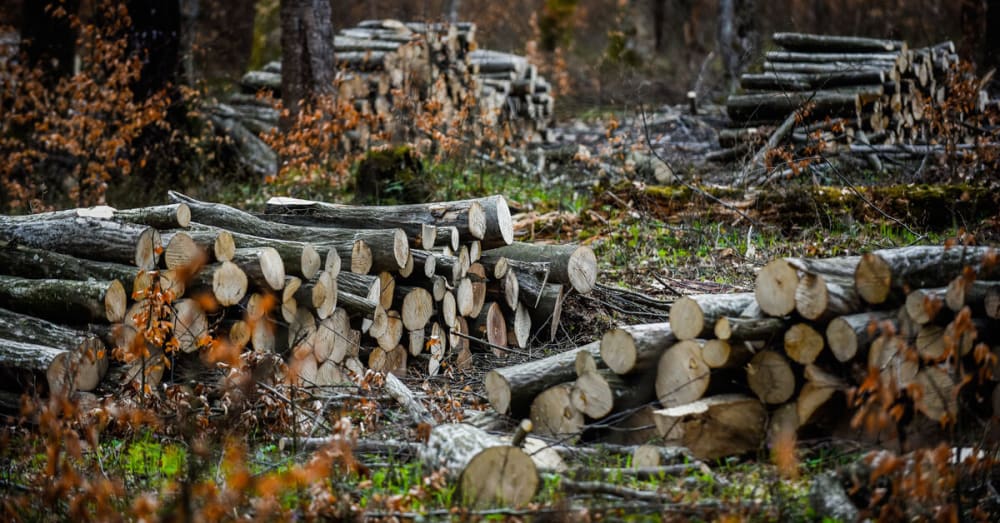 Massive Turkey-led logging in Iraqi Kurdistan causes outcry