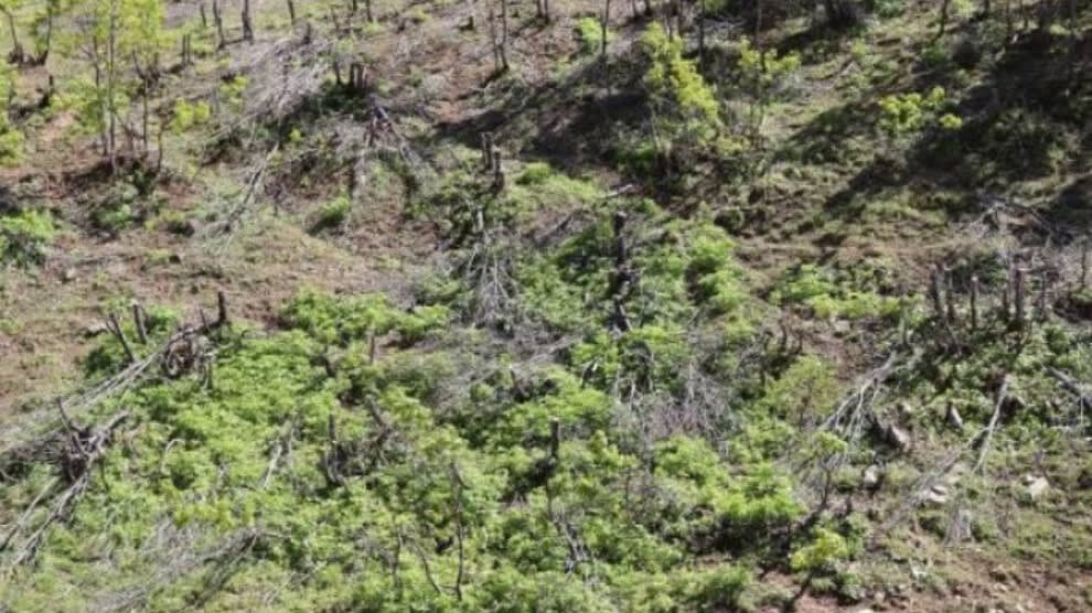 Cutting down trees is the result of hostilities in Kurdistan.