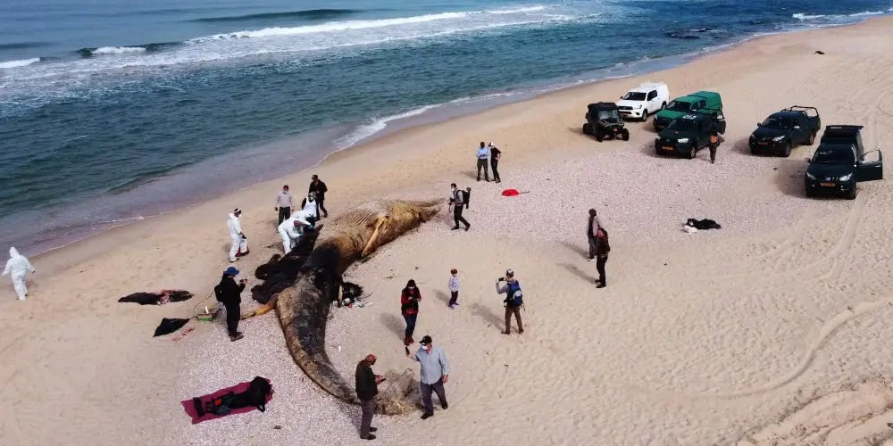 Scientists examine the body of a dead fin whale that washed up from the Mediterranean Sea on February 21, 2021 in Nitzanim, Israel. Vets carrying out an autopsy on the young whale found black liquid in its lungs, suspecting links to oil spills along the Israeli shoreline.