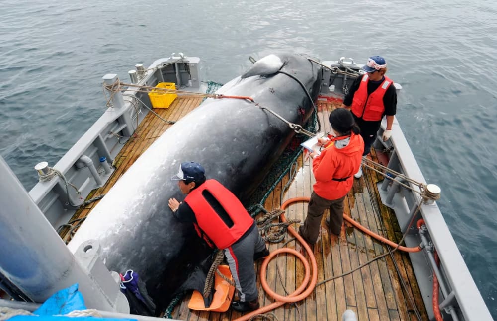 A minke whale is unloaded at a port after a whaling for scientific purposes in Kushiro, in the northernmost main island of Hokkaido, Japan, in September 2013.
