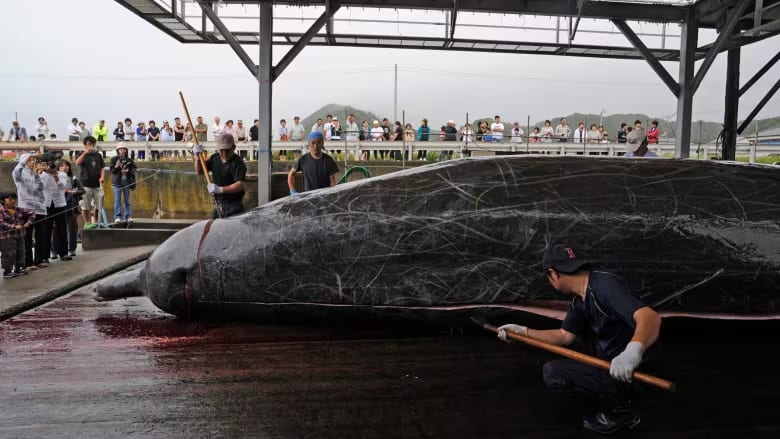 Japanese whalers cut a Baird's beaked whale, which was caught some 60 kilometres off the coast, in Wada, southeast of Tokyo, in 2009.