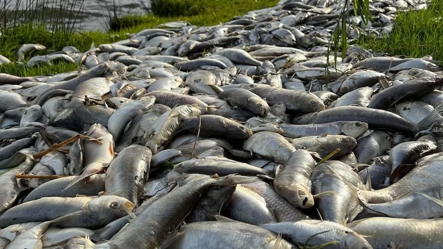 Excavators have been called in to remove dead fish from the banks of Kangaroo Lake in Victoria's north-west.